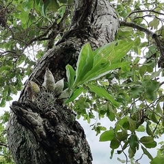 Catasetum integerrimum