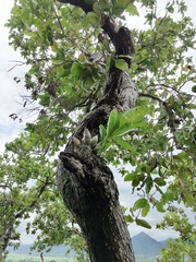 Catasetum integerrimum