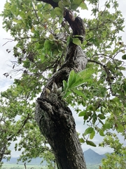 Catasetum integerrimum