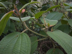 Miconia aeruginosa