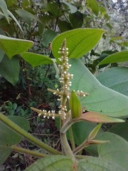 Miconia aeruginosa