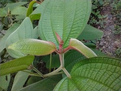 Miconia aeruginosa