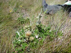 Cirsium remotifolium