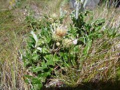 Cirsium remotifolium