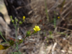 Linum trigynum