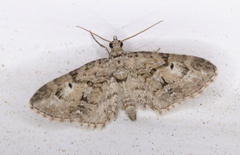 Eupithecia interruptofasciata