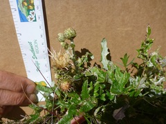 Cirsium remotifolium