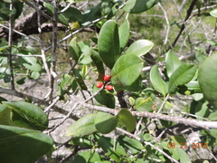 Erythroxylum confusum