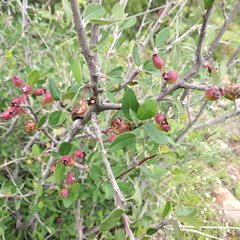 Malacomeles denticulata