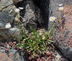 Erigeron cervinus