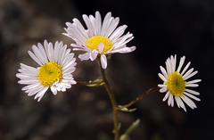 Erigeron cervinus
