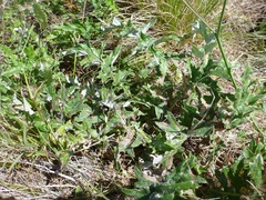 Cirsium remotifolium