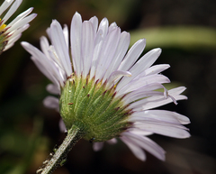 Erigeron cervinus