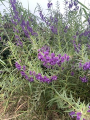 Angelonia