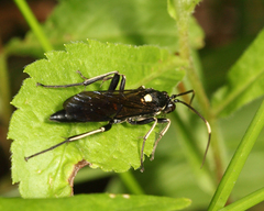 Cratichneumon unifasciatorius