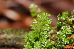 Hymenophyllum cupressiforme