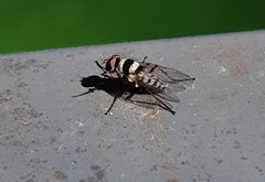 Anthomyia medialis
