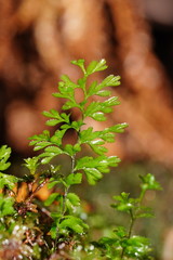Hymenophyllum cupressiforme