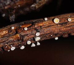 Lachnum lachnoderma