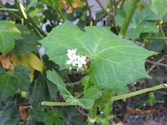 Cnidoscolus aconitifolius