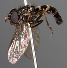 Dasysyrphus laticaudus