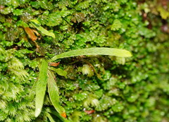 Notogrammitis billardierei