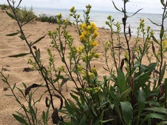 Solidago gillmanii