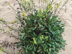 Solidago gillmanii