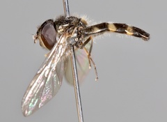 Meligramma triangulifera