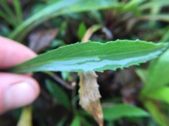 Solidago gillmanii