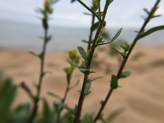 Solidago gillmanii