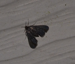 Elophila tinealis