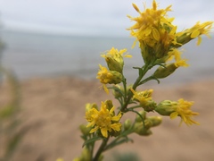 Solidago gillmanii
