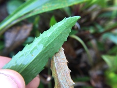 Solidago gillmanii