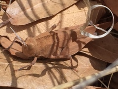 Tomonotus ferruginosus