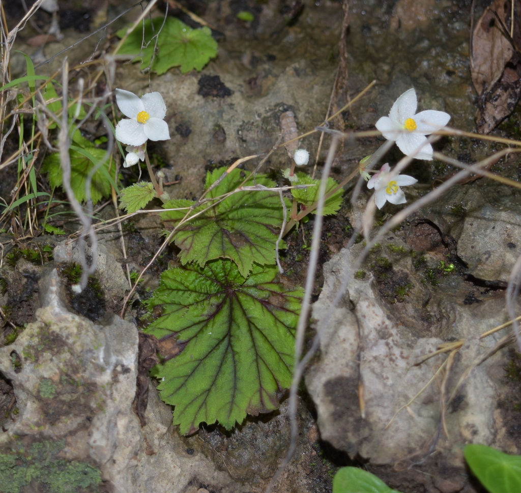 Begonia portillana