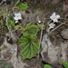 Begonia portillana - Photo (c) R.E.Llanos, algunos derechos reservados (CC BY-NC-SA), subido por R.E.Llanos