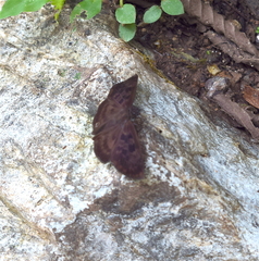 Anastrus sempiternus sempiternus