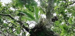 Catasetum integerrimum