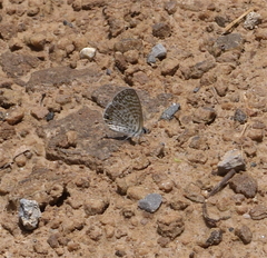 Leptotes cassius cassidula