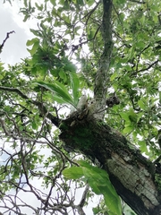 Catasetum integerrimum