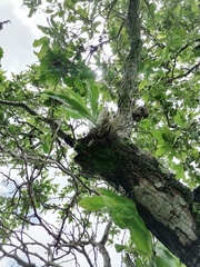 Catasetum integerrimum