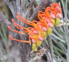 Grevillea hookeriana