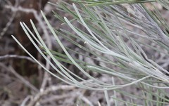 Grevillea hookeriana