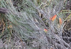 Grevillea hookeriana