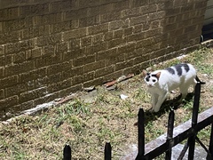 Felis catus