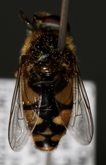 Parhelophilus rex