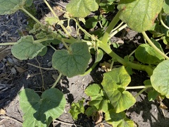 Proboscidea louisianica