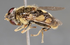 Parhelophilus rex