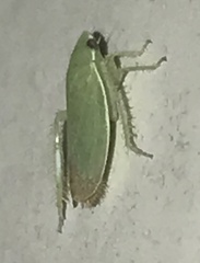 Memnonia flavida